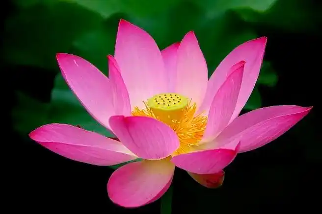 荷花图片大全,高清好看的荷花图片欣赏