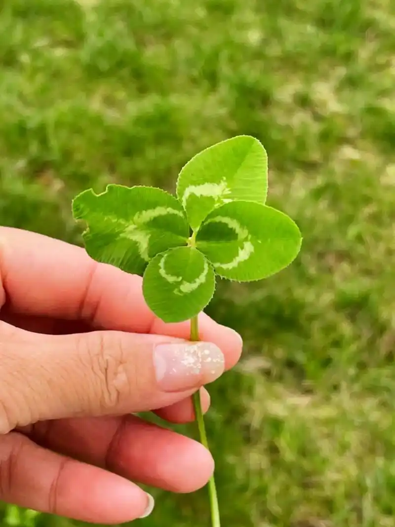 幸运四叶草 这么多年第一次找到幸运草,真的很不容易啊!和你一 - 抖音