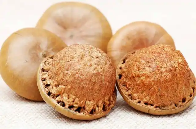 农村一种羞于启齿的坚果,胜过松子和核桃,人称"壮阳果"