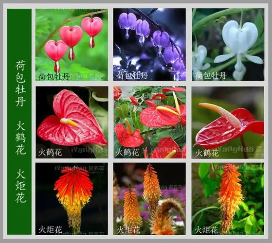 百花名称与图谱大全