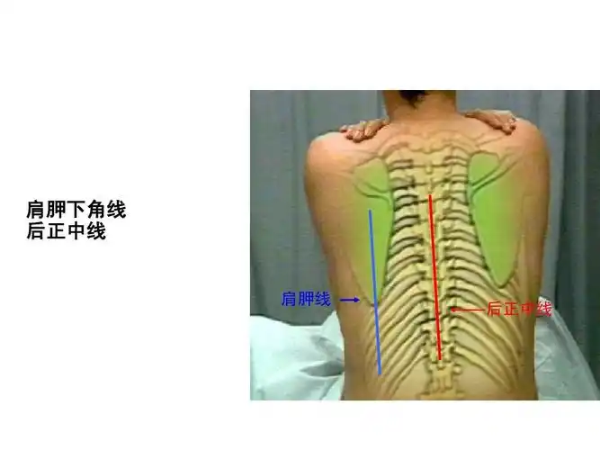 肩胛下角线 后正中线 肩胛线 第8页 (共91页,当前第8页) 你可能喜