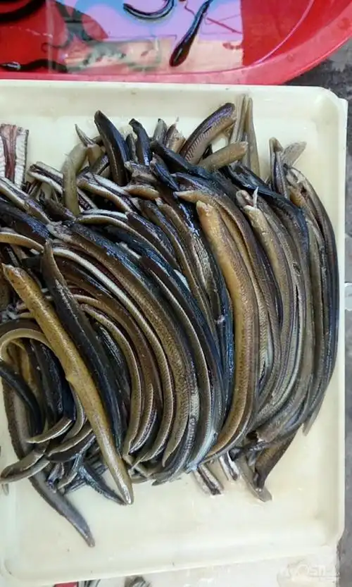 还不错的长鱼丝 - 饮食男女 - 梦溪论坛 镇江