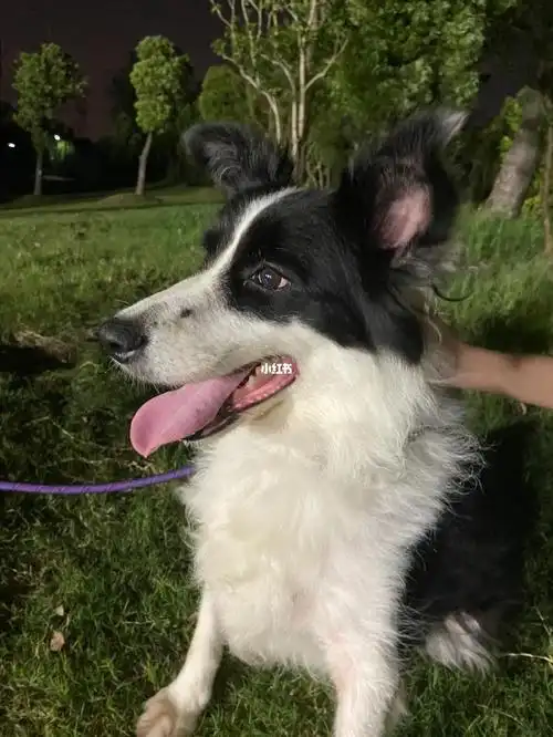 收养边牧怀孕了?