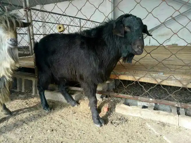 推荐热门养殖品种奴比亚黑山羊种公羊基础母羊羔羊波尔活体