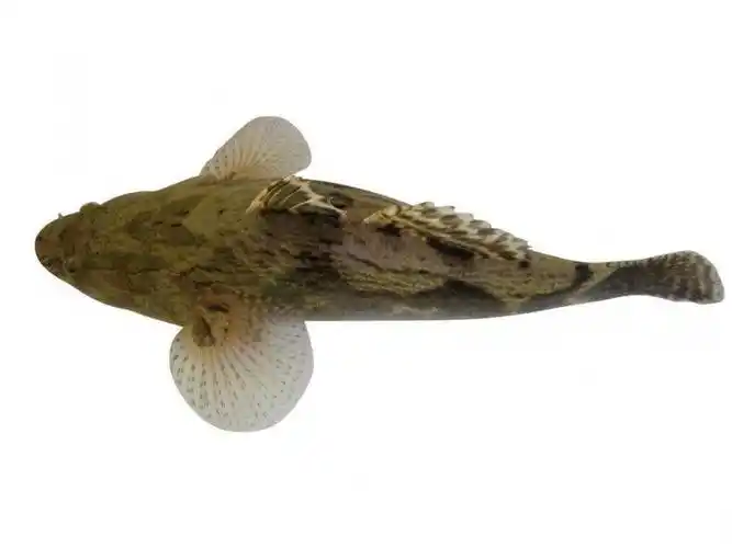 沈阳笋壳鱼的品种