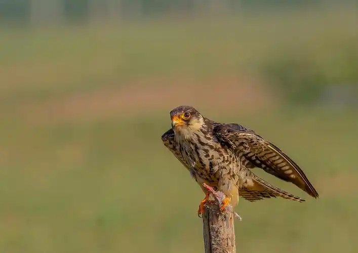 阿穆尔隼鸟类图片第9张