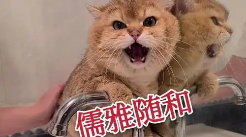 一只祖安猫洗澡,口吐芬芳一刻不停!