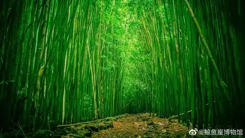 茂林修竹今天来说说最喜欢的竹子的诗句吧