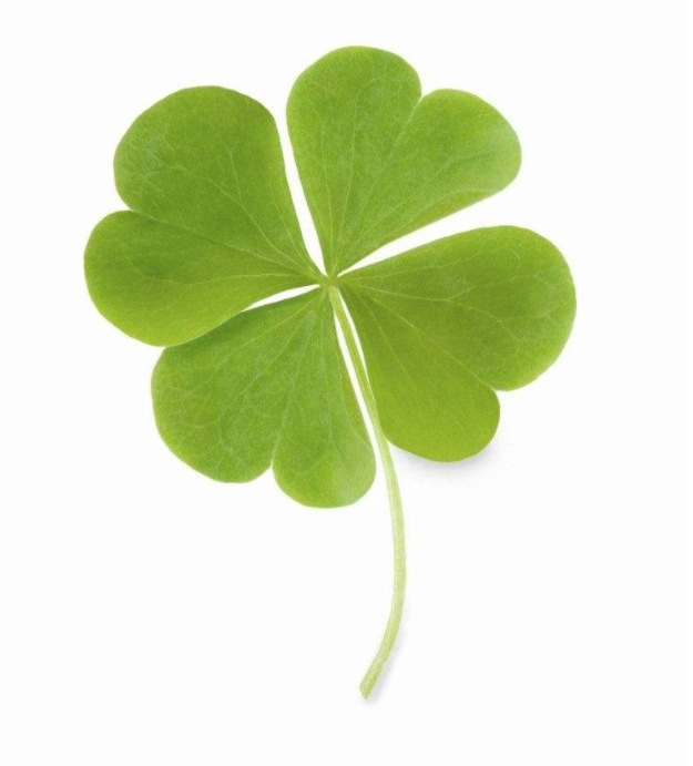 测试谜底: a:选择第一片四叶草,你财运还算不错,你整个2019年都处在一