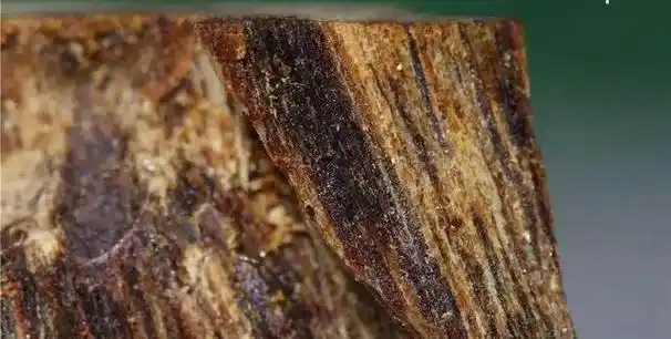 世界最贵木材:每公斤已经卖到8万美元,沉香是否可以人工培育?