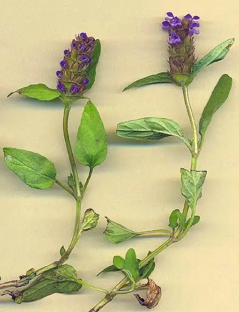 主页 本草植物 夏枯草的水浸出液,乙醇-水浸出液和30%乙醇浸出液,对