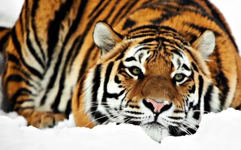 电脑壁纸 动物 冬季雪中动物百兽之王老虎