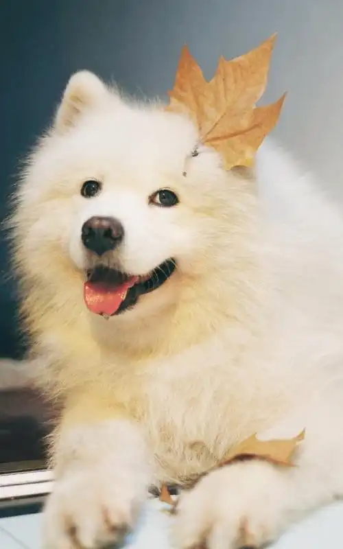 白色可爱动物狗狗呆萌宠物壁纸桌面下载