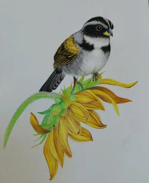 彩铅临摹一只小鸟