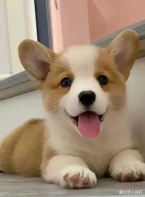 世界上最萌的10种狗狗,你知道的有几种呢?