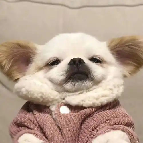 动物头像 ▏治愈系宠物壁纸图片墙纸