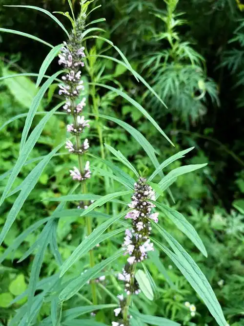 被称为女性药物中的圣母秦岭深处益母草