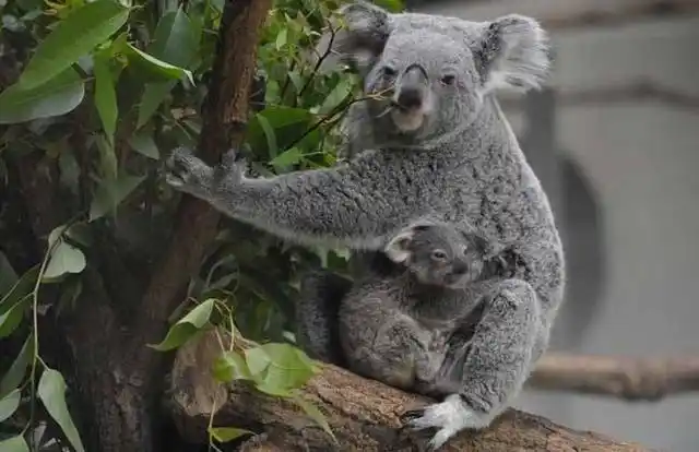 知道袋鼠和树袋熊可袋熊是什么臭臭还是麻将牌似的