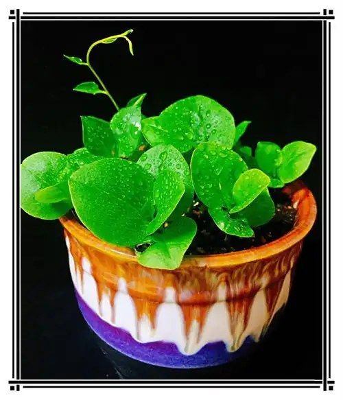 藤三七爬藤绿植墙物花卉盆栽可食用室内新款围栏庭院客厅四季常青