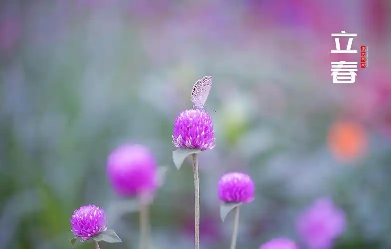 24节气立春唯美迷人主题图,节日合集-回车桌面