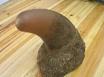 香港华东国际现金收购亚洲犀牛角