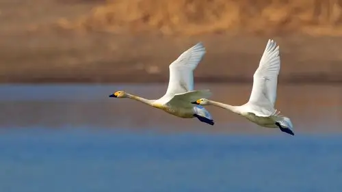 飞版白天鹅一南海子公园