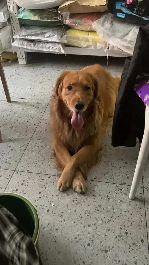 吃人的绵羊在狂欢 无辜的生命在逃窜 #为小狗发声 - 抖音