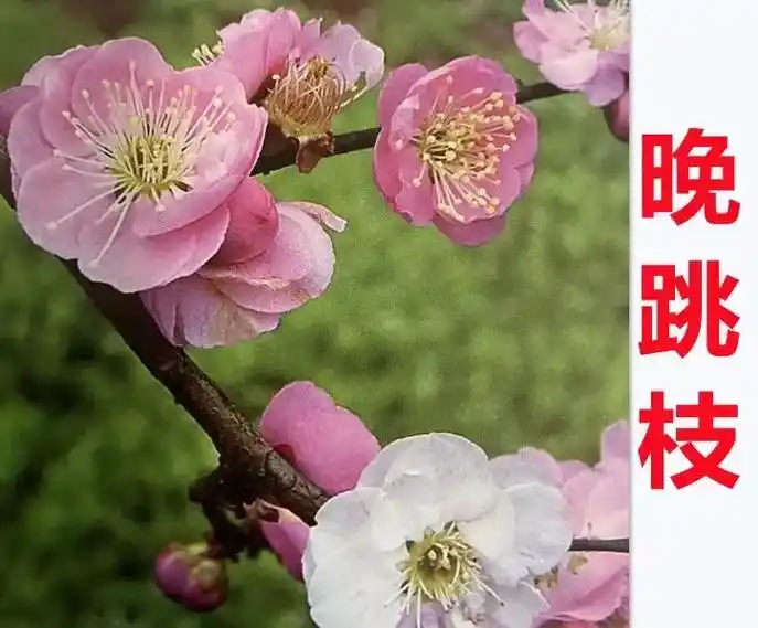 梅花品种大全扦插繁殖原生梅花大家好我是小袁