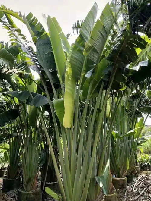 旅人蕉高3-4米盆栽中山花厂直销热带植物扇芭蕉优质庭院工程苗