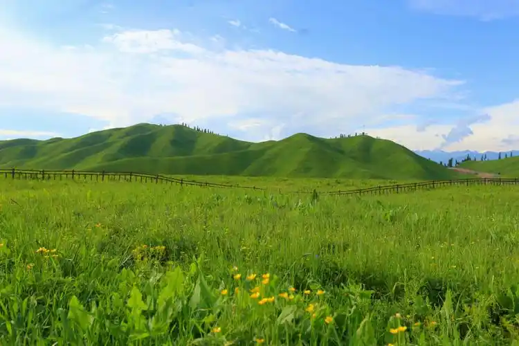 世界四大草原之一的亚高山草甸植物区,自古以来的著名牧场.