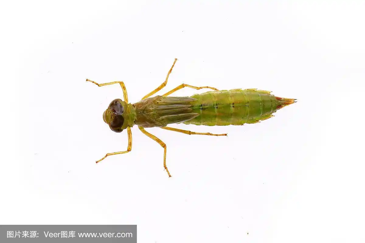 蜻蜓幼虫,白色背景