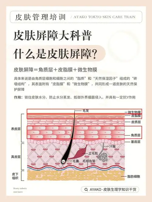 皮肤管理培训皮肤屏障受损判断与修复