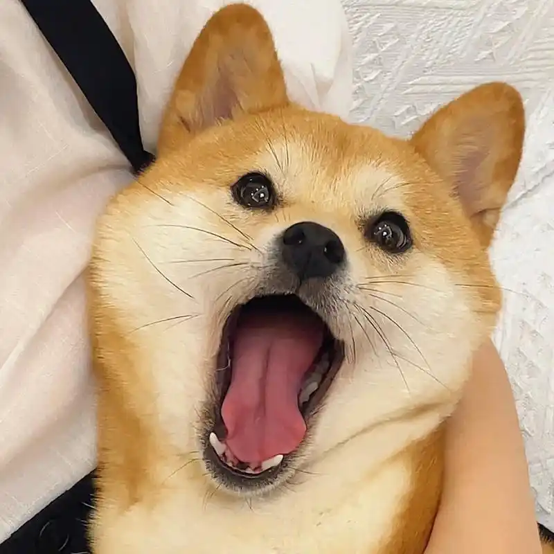 柴犬系列手工diy头像表情图