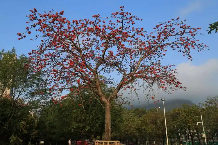 其它 又到木棉花开时 写美篇木棉不奢求人们的关注和点赞,她一年四季