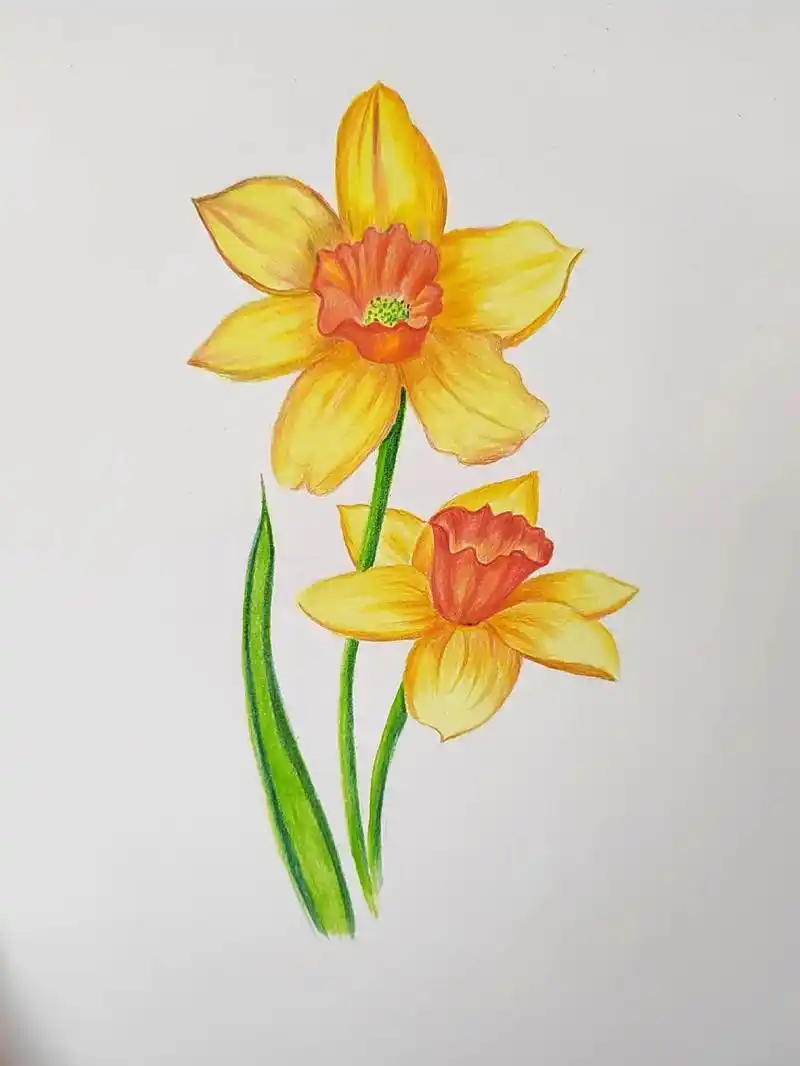 简单易学的彩铅花朵黄色水仙花画法.#彩铅 #零基础教学 #跟 - 抖音