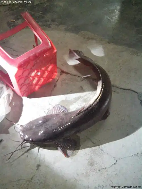 胡须鱼,十几斤重,就快成鱼怪,差不多一个五岁小孩那么长,不知道好吃么