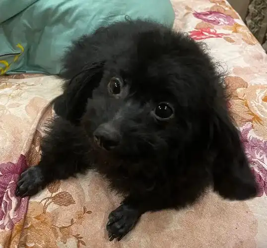 黑泰迪  #我的狗娃子 怎么禁狗令都出来了啊  我身边全是 - 抖音