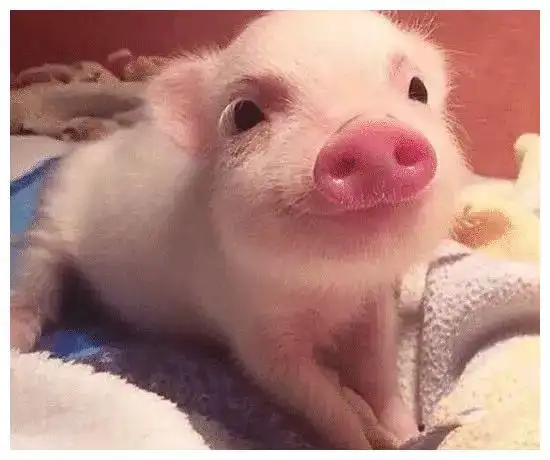 心理测试4只小猪哪只最可爱秒测出你2022年福气有多大