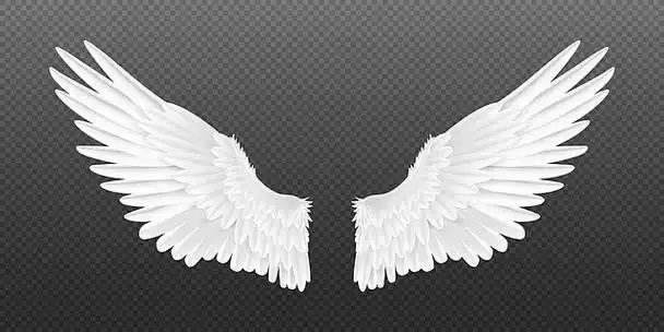 现实的天使的翅膀白色隔绝了对猎鹰翼,3d鸟翼设计模板矢量概念白色