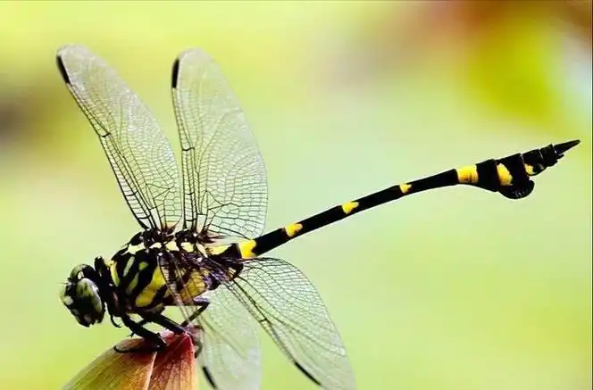 飞行王者——蜻蜓,竟是科学界研究多年的未解之谜|蜻蜓|飞行|翅膀_新