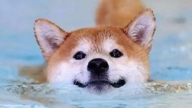 柴犬"奈奈"游泳馆玩耍,一脸幸福的表情,哈哈哈搞笑坏了!