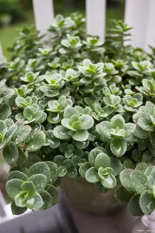 大家可能听过碰碰香这个名字,又或者被人唤作绒毛香茶菜.