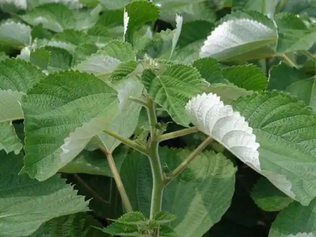 苎麻的叶子非常有特点,双面色彩不同