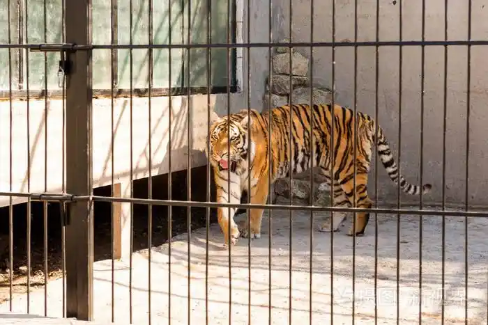 在铁窗动物园圈养老虎.电源和关在笼子里的侵略