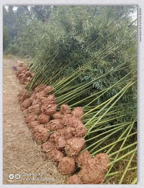 对雷竹感兴趣的朋友可到重庆江津3000亩雷竹种植基地参观,交流.