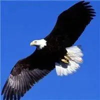 霸气的老鹰头像图片_微信头像图片大全