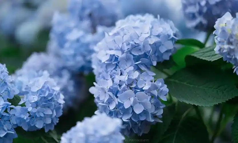 绣球花草集 @九时久年