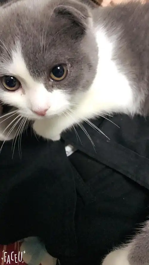 蓝白折耳有偿领养