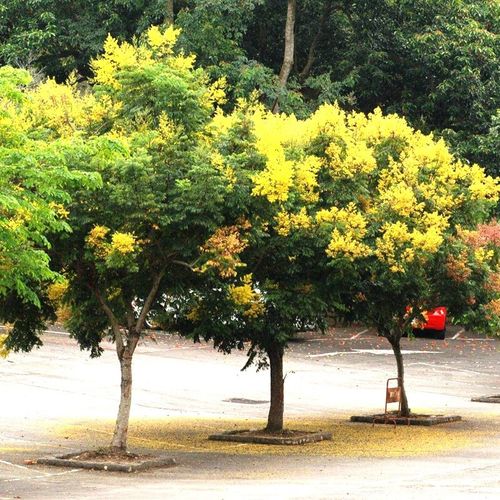 黄山栾北京栾园林工程绿化苗木行道树灯笼树庭院风景占地拆迁 栾树