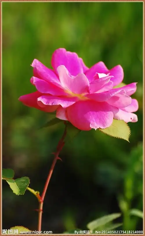 月季花摄影图__花草_生物世界_摄影图库_昵图网nipic.com